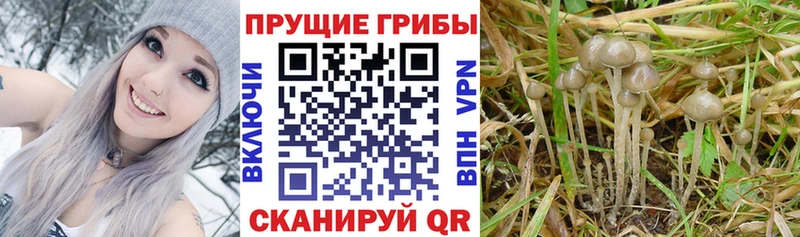 магазин    Луховицы  Псилоцибиновые грибы MAGIC MUSHROOMS 